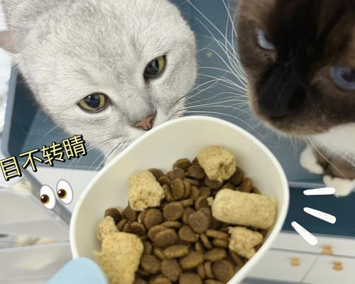 小猫的饮食习惯（探寻小猫们爱吃的食物）