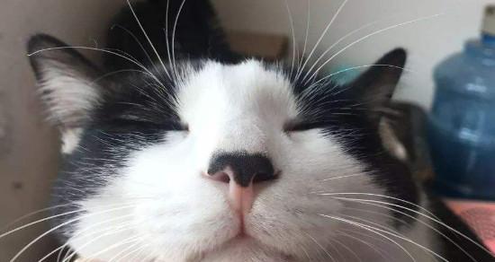 小猫的鼻子为什么会冰凉发白（探究宠物健康的小知识）