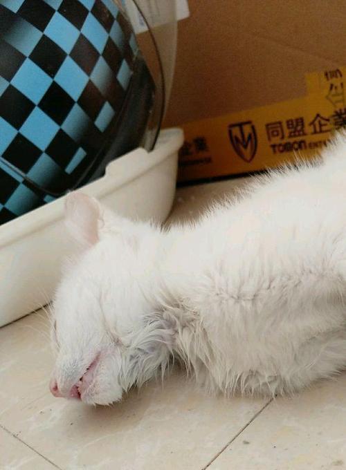 如何让宠物猫不再在家里乱拉屎（宠物猫教育指南）