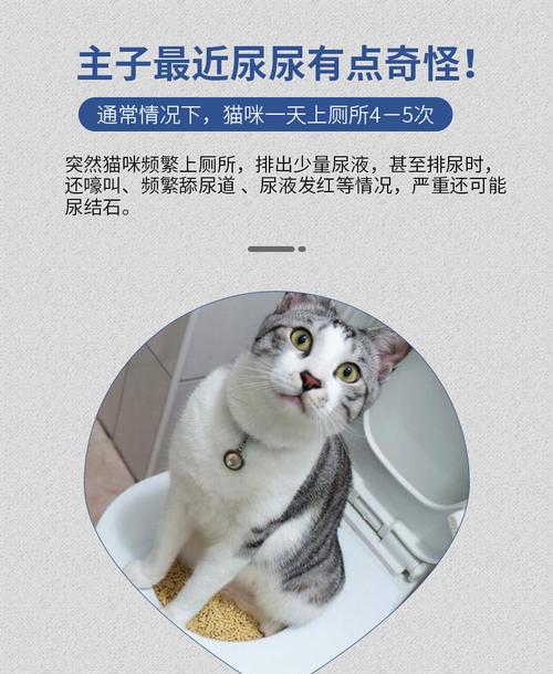 小猫尿道结石，别让宠物痛苦无助（如何预防和治疗尿道结石？关注宠物健康）