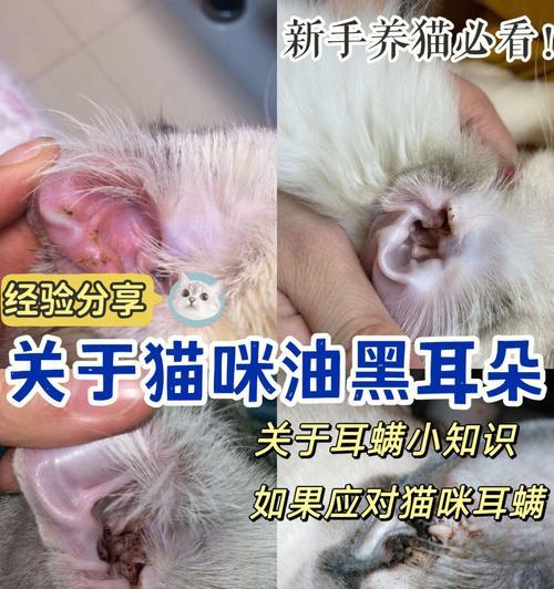 小猫耳朵的奥秘（探究小猫耳朵的作用和保养方法）