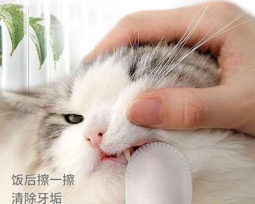 如何清洁小猫耳朵（宠物猫耳朵清洁的步骤和方法）