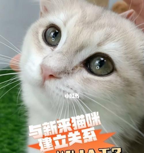 新买回家的小猫不让碰怎么办（宠物养护指南）