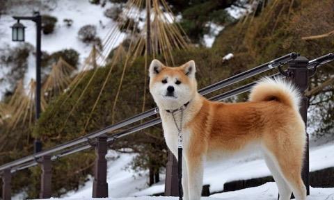 为什么秋田犬没人养（探究秋田犬不受欢迎的原因及其改善方法）