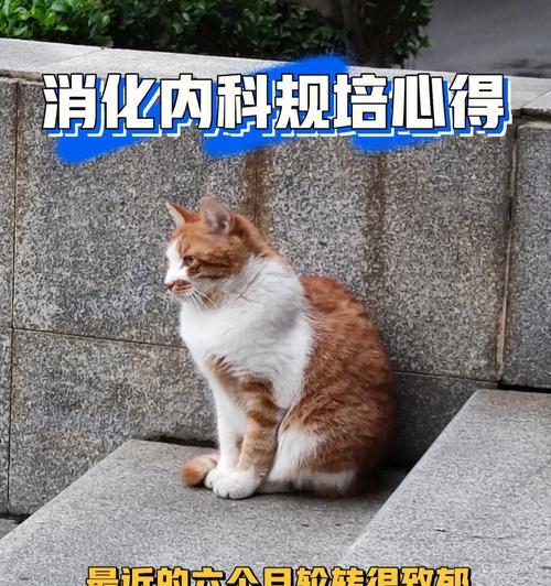 犬肠硬阻的全面治疗方法（以宠物为主）