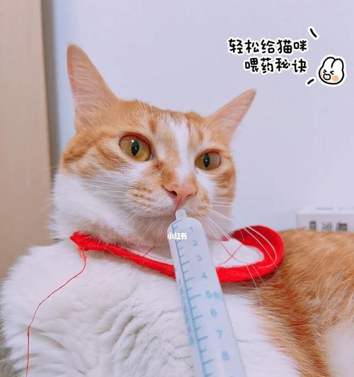 如何正确给宠物猫喂药（小猫如何服药）