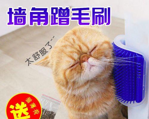 让宠物猫夜里安静入眠的技巧（掌握这些技巧）