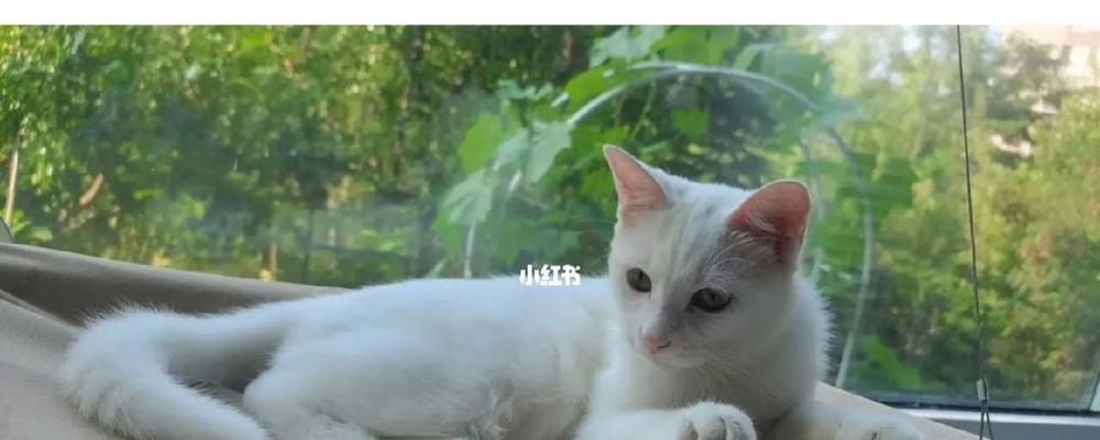 三个月大的猫咪该如何喂养（宠物猫咪的饮食需求与营养要求）