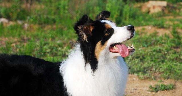 三个月的牧羊犬需要吃什么（为宠物健康着想）