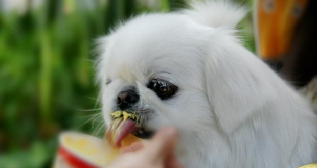 狗狗不能吃的食物（如何保护你的爱犬健康）