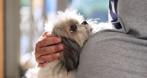 如何让宠物母狗不怀孕（药物避孕的优点和缺点）