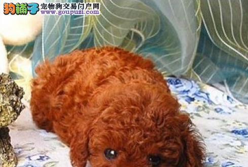 泰迪犬产前注意事项（以泰迪犬快生什么正状为主题）