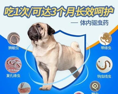 泰迪犬驱虫药选择指南（以宠物为主）