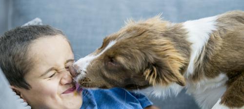 狗狗为何容易得犬疫（探究犬疫的成因与预防）