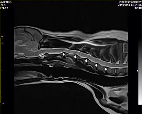 狗得脊髓炎原因分析（探究狗得脊髓炎的成因及预防方法）
