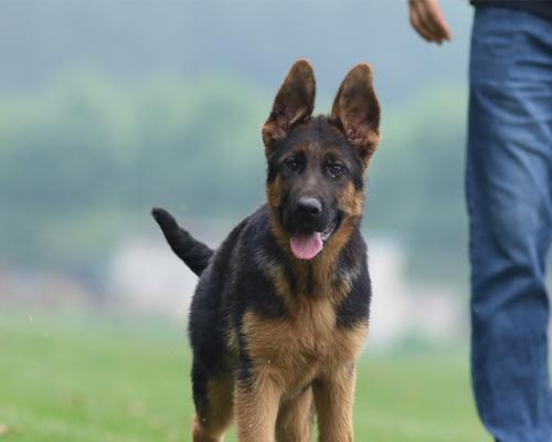 为什么警犬都是狼狗（探秘警犬的品种选择和培训）