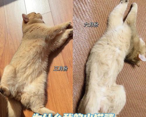 猫咪越来越瘦的原因剖析（宠物猫营养失衡）