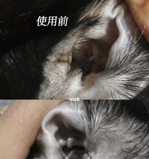 为什么猫咪耳朵很烫（探究猫咪耳朵温度的原因）