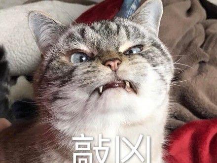 为什么有些猫格外凶恶（猫咪攻击主人的原因及解决方法）