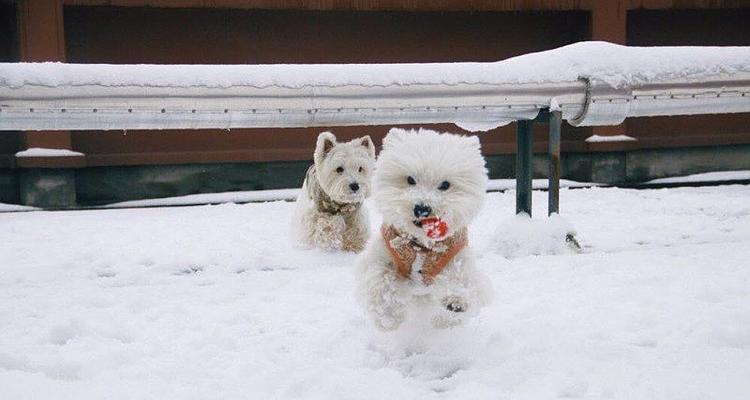 雪中宠物天地——雪天狗狗图片大全（暖心瞬间）