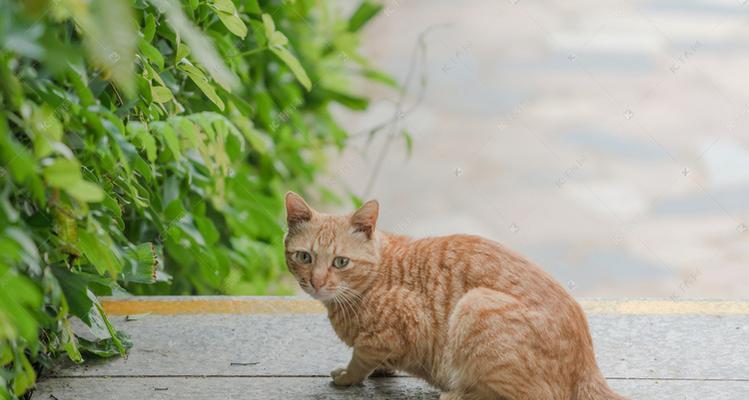 探访厦门畜牧站养猫咪情况（宠物爱好者必读）