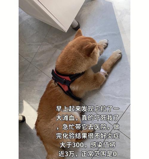 小柴犬呕吐疾病的全面解析（宠物饮食失调、感染疾病引发呕吐症状）