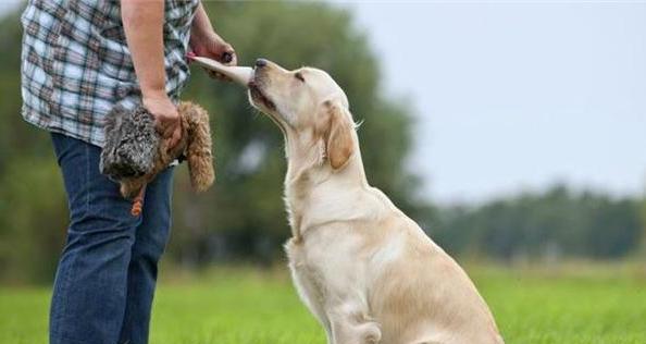 小狗惨叫的原因与解决方法（探究宠物犬惨叫的原因及如何帮助其缓解）