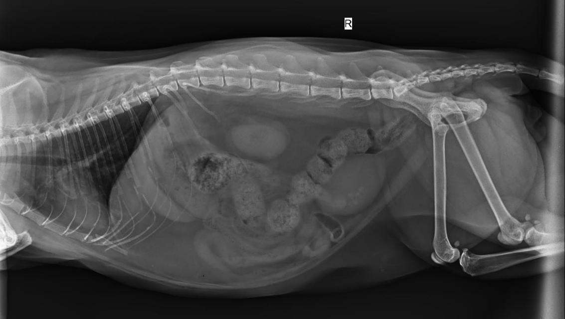 猫0肾结石手术多少钱？剖析手术费用及治疗方案