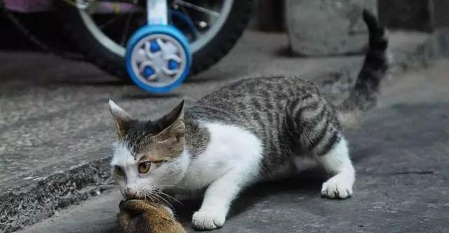 宠物猫被鱼骨卡住了怎么办（如何安全地处理猫被鱼骨卡住的情况）