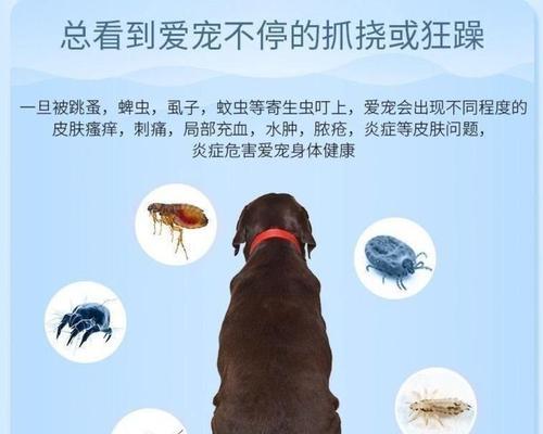 猫咪打虫后的反应（掌握关键诀窍）