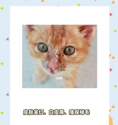 治疗以猫得了猫癣，这种洗液最好用（从宠物的角度出发）