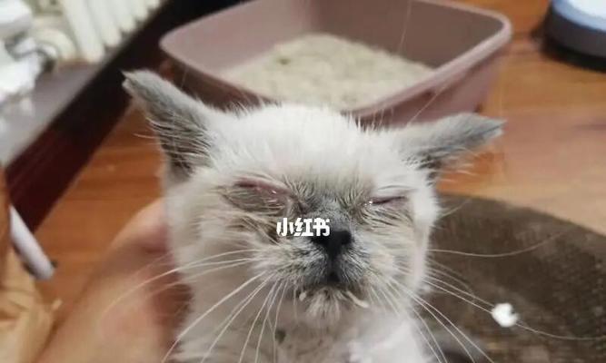 猫妈妈产后营养如何补充（小猫妈妈需要什么来保持健康）