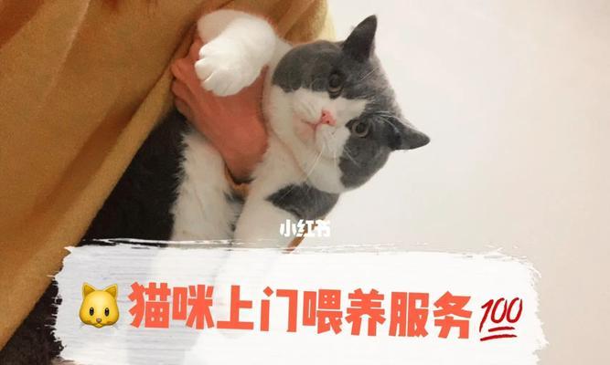 过年不想寄养宠物（以猫为例）