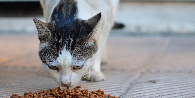 如何让宠物猫爱上猫粮（解决宠物猫挑食问题）