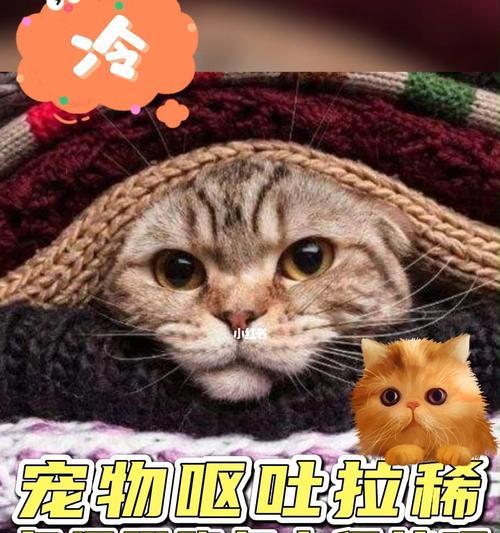 猫咪拉稀，如何有效治疗（宠物主人必看）