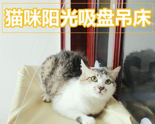 以猫爬式走路，让宠物更健康（以猫爬式走路的好处及如何训练宠物）