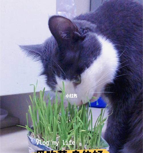 宠物猫生病了怎么自己吃草（掌握这些方法）