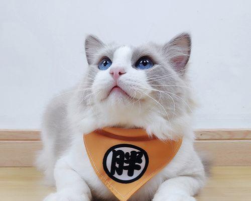 猫妈妈生完小猫一天后出血，应该怎么办（了解猫妈妈产后出血的原因和处理方法）