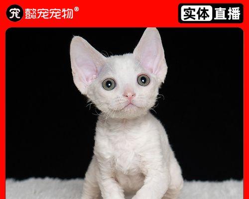 猫妈妈们何时带小猫回家（探究宠物猫的生育习惯和带养规律）