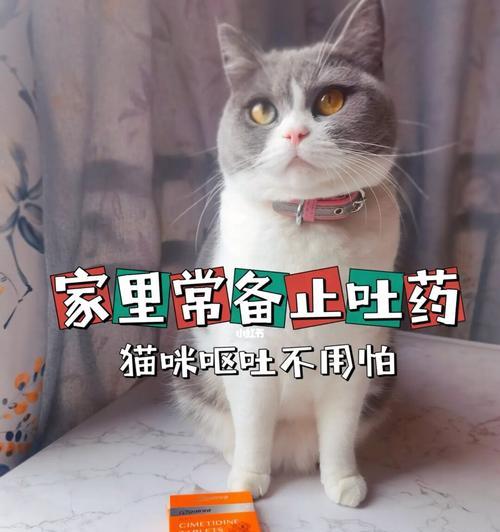 如何应对宠物猫呕吐和拉稀问题（掌握应对方法）