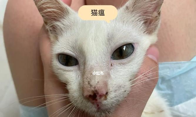 猫瘟，如何防治（了解病因）