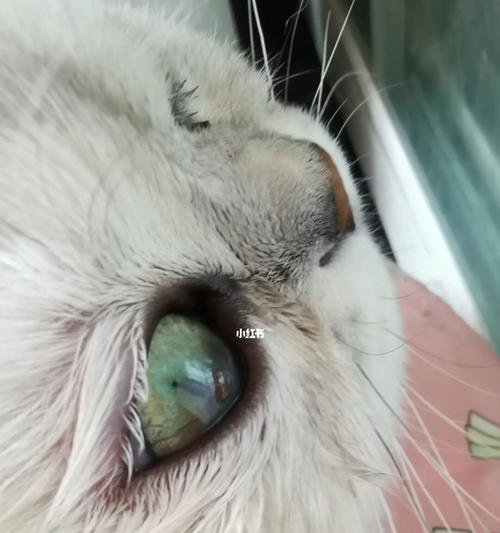 宠物猫眼冒出东西怎么办（如何应对宠物猫眼睛冒出异物的情况）