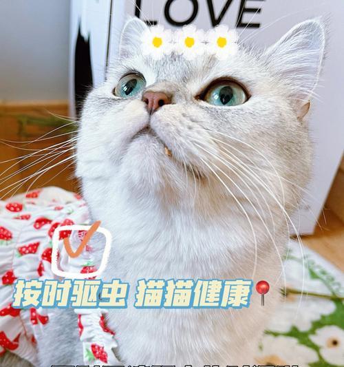 驱虫须知——选对季节，让爱猫更健康（以猫在什么季节驱虫最好）