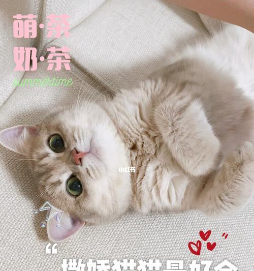 猫咪的撒娇秘密（揭开猫咪爱撒娇的原因和方法）