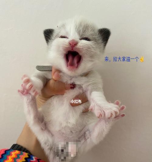 猫咪为什么不喜欢别人看幼仔（探讨猫咪保护幼仔的心理机制）