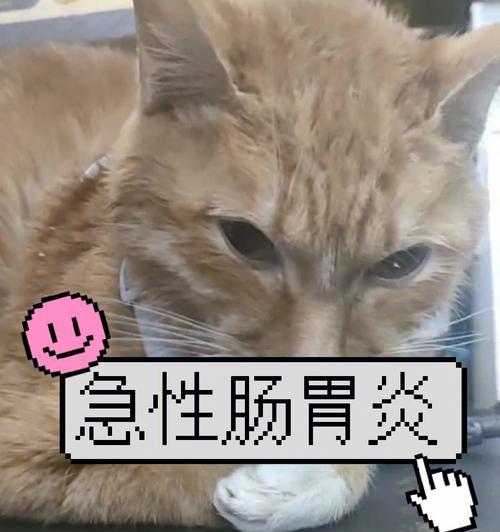 猫咪肠胃炎的治疗方法（宠物猫咪的肠胃健康保障）