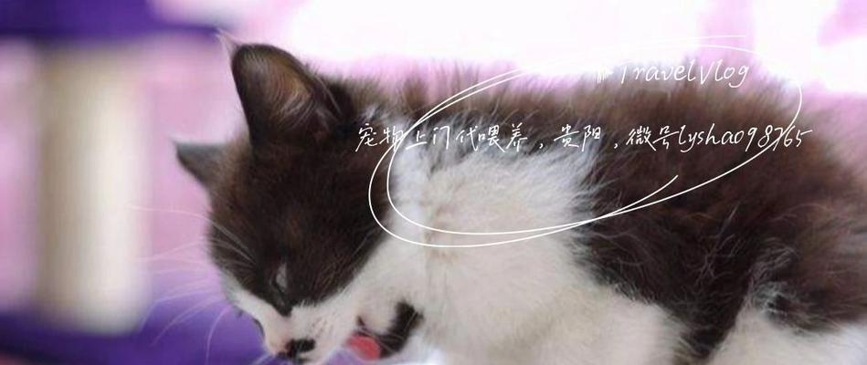 猫咪是否会因饮入酒精而呕吐（宠物主人须知的酒精中毒常识）