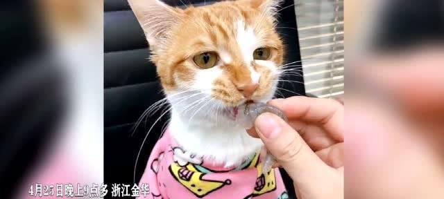 猫咪打架到底会不会咬伤咬死（宠物主人必读的猫咪打架知识）