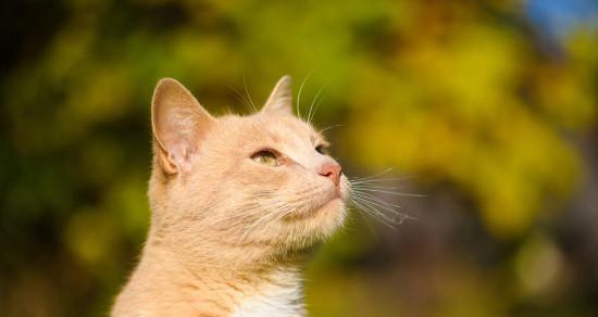 猫咪打架输了不吃不喝，应该怎么办（宠物打架后的饮食管理及精神抚慰）