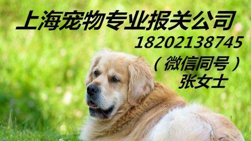 爱宠打疫苗，从我做起（以猫咪打狂犬疫苗多少钱）